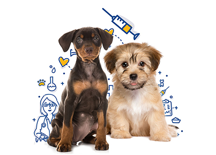 Karma Veteriner Kliniği